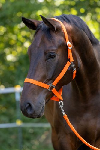 Hippo nylon kötőfék - narancs, xfull