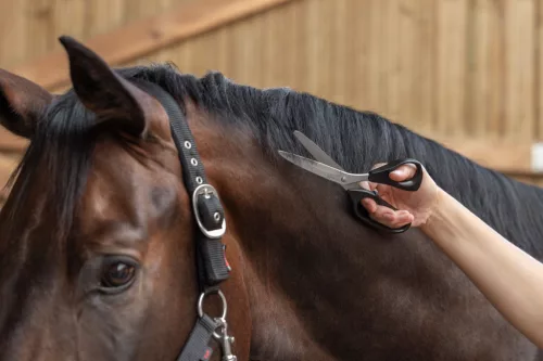 Univerzális és sörényvágó olló