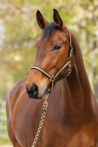 Covalliero 2026 SS Hippo kötőfék - fekete/dió, cob