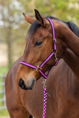 Covalliero 2026 SS Hippo kötőfék - mélykék/hibiszkusz pink, póni