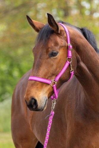 Covalliero 2026 SS Hippo kötőfék - hibiszkusz pink/dió, póni