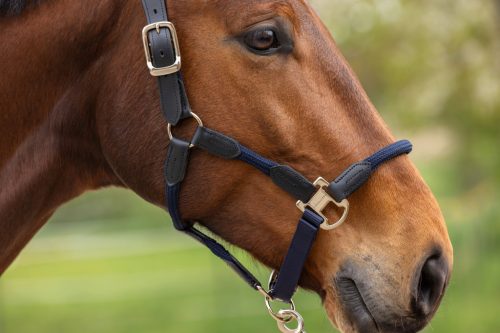 Covalliero 2026 SS Cordano Delux kötőfék - mélykék, full