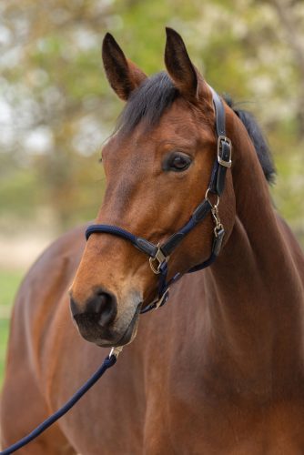 Covalliero 2026 SS Cordano Delux kötőfék - mélykék, full