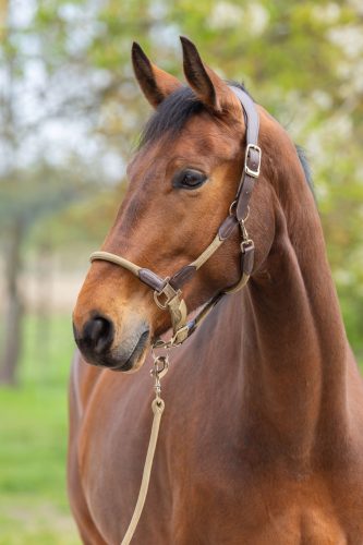 Covalliero 2026 SS Cordano Delux kötőfék - hamvas arany, cob