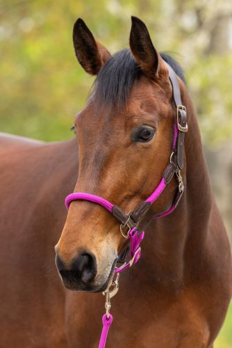 Covalliero 2026 SS Cordano Delux kötőfék - hibiszkusz pink, póni