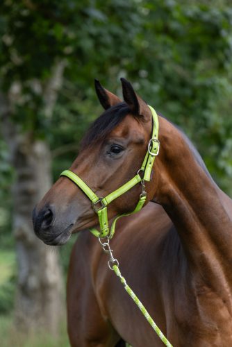 Mustang kötőfék - zöld, póni