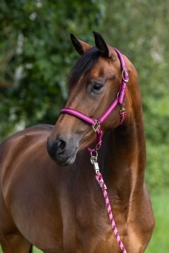 Mustang kötőfék - szeder, cob