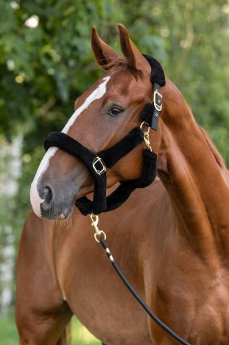 SuperSoft 2.0 kötőfék - fekete, póni