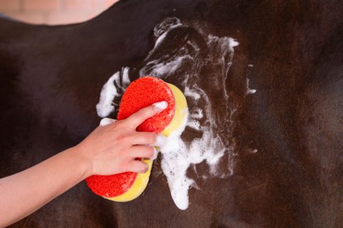 Nedves-száraz lóápoló szivacskészlet - 3 db/cs