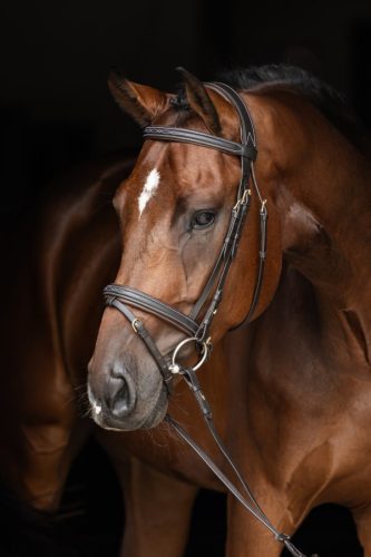 Covalliero  Classic kantár - barna, póni