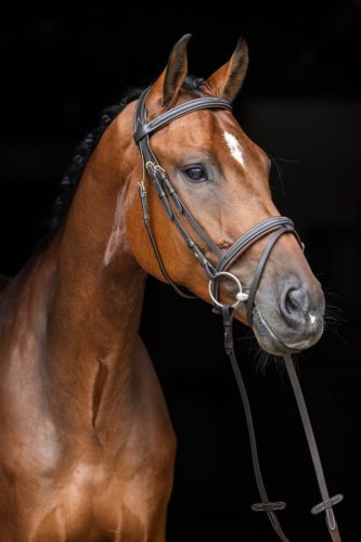 Covalliero  Classic kantár - barna, póni