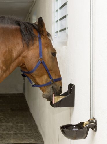 Equisal nyalósó - 4x3 kg, dobozban