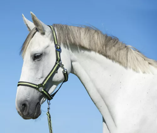 Covalliero Hippo vezetőszár karabinerrel - antracit/világos zöld