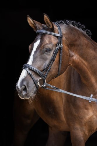 Covalliero Classic kantár - fekete, full