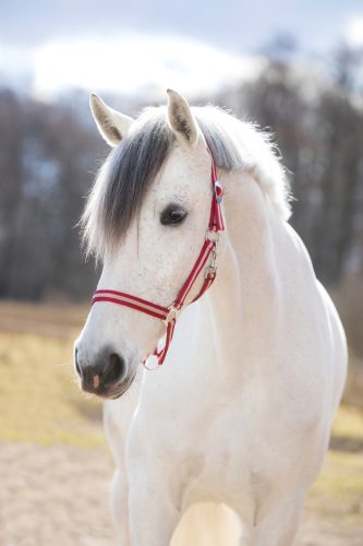 Covalliero Hippo kötőfék - bordó/bézs, 00