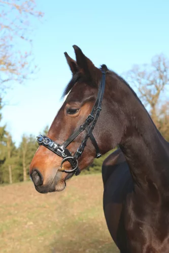 Exclusive bőr kapicán, cob