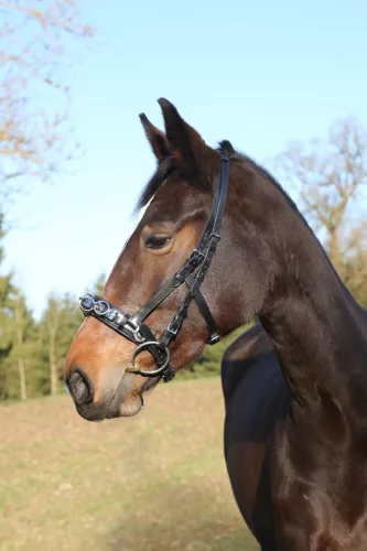 Exclusive bőr kapicán, full