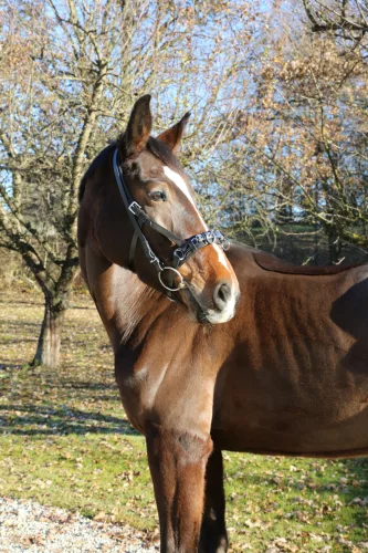 Exclusive bőr kapicán, full