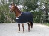 Covalliero RugBe Economic polár lótakaró - fekete, 145 cm