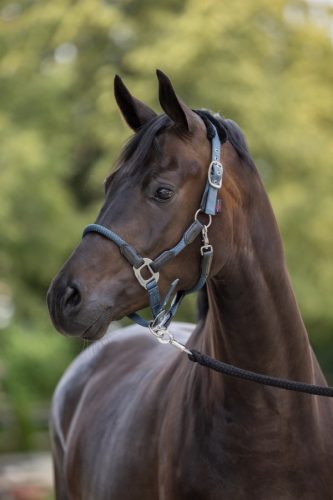 Covalliero Cordano kötőfék - füstöskék, cob