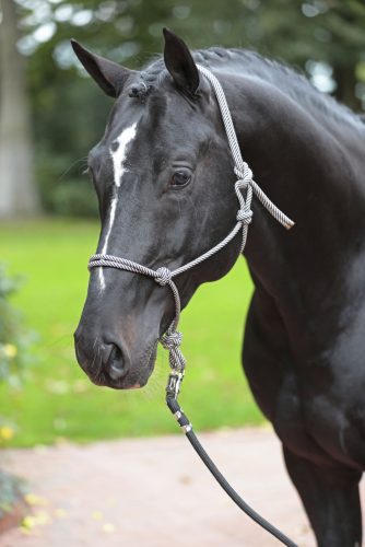 Covalliero csomózott kötőfék - kék/bézs, pony