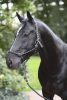Covalliero csomózott kötőfék - fekete/szürke, pony