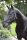 Covalliero csomózott kötőfék - fekete/szürke, pony