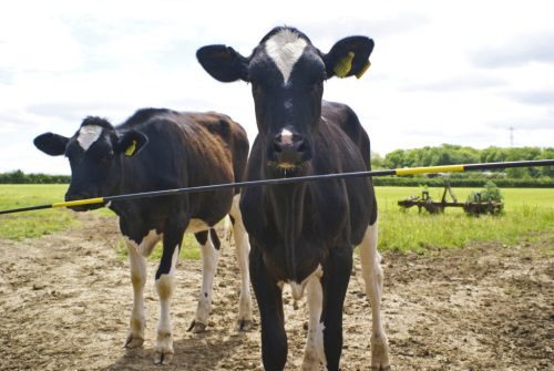 Electro Gate elektromos állatsorompó készlet villanypásztor rendszerhez - 3,6 m-es