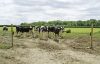 Pótzsanér Electro Gate elektromos állatsorompó készlethez