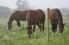 Premium Horse Wire villanypásztor kötél