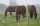 Premium Horse Wire villanypásztor kötél