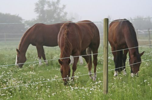 Premium Horse Wire villanypásztor kötél