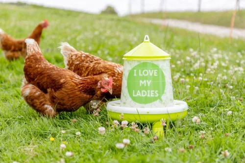Műanyag baromfi etető lábakkal, 4,8 l / 4 kg - I love my ladies