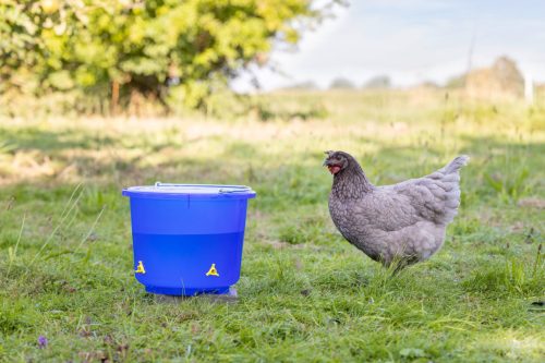 Baromfi itatóvödör - áttetsző kék, 12 l, 4 itatókivezetéssel