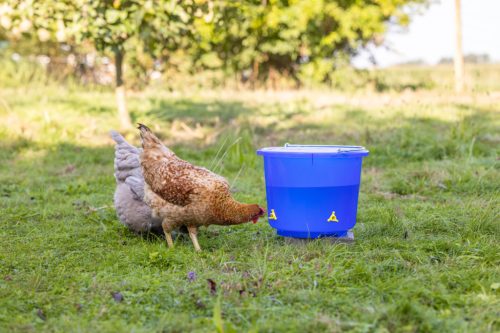 Baromfi itatóvödör - áttetsző kék, 12 l, 4 itatókivezetéssel