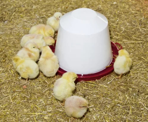Novital műanyag itató - baromfinak, 3,5 l