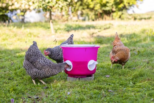 Baromfi etetővödör - áttetsző rózsaszín, 12 l, 4 etetőrésszel
