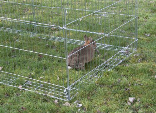 Zár kiszökés ellen 70345 cikkszámú rágcsáló ketrechez