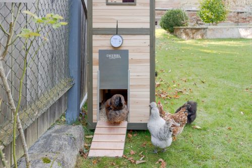 Duo Smart automata baromfiajtó vezérlő - wifivel