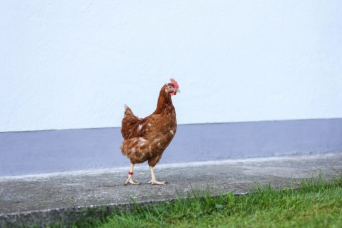Galambgyűrű spirál - 20mm, piros műanyag 100 db