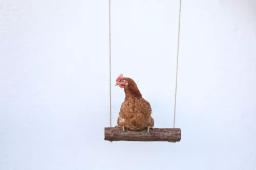 Baromfi hinta - 39 x 5 cm