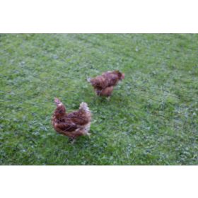 Baromfivédő háló - 5 x 10 m, hálóméret: 60 mm