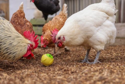 Snacklabda csirkéknek - sárga, 7,5 cm