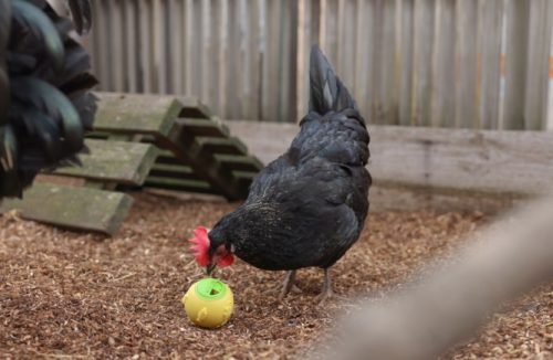 Snacklabda csirkéknek - sárga, 7,5 cm