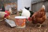 IdaPlus Mineral Grit Mix takarmánykiegészítő szárnyasoknak - 5 kg