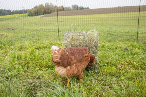 Szénatartó állvány - baromfinak, 26x19x34 cm, fém