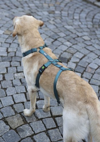 Miami Panic kutyahám - petrol, 15 mm, 38-52 cm