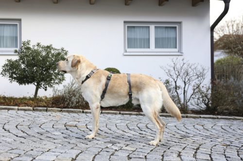 Miami Panic kutyahám - szürke, 20 mm, 48-70 cm