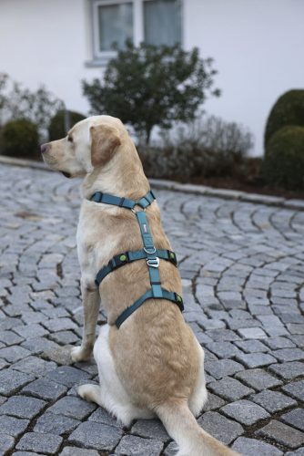 Miami Panic kutyahám - petrol, 20 mm, 48-70 cm