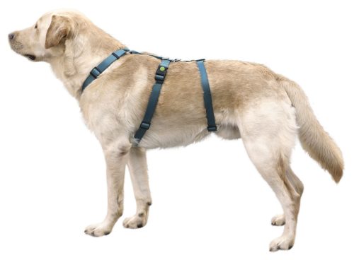 Miami Panic kutyahám - petrol, 25 mm, 64-100 cm